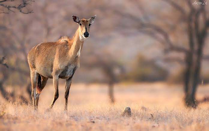 Nilgai Facts In Hindi
