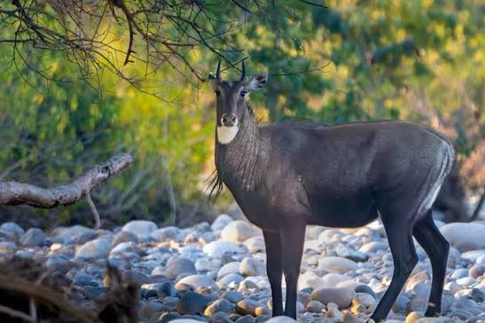 Nilgai Facts In Hindi
