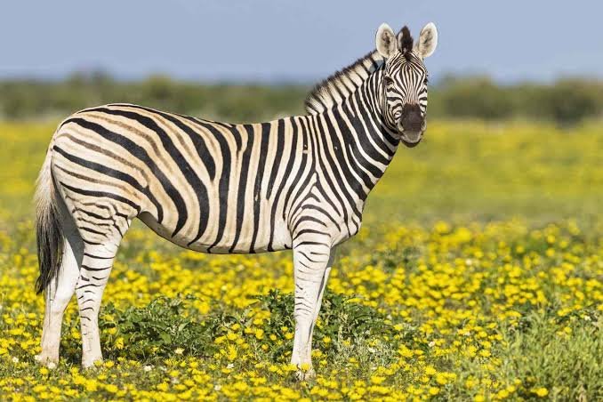 Zebra Fact In HIndi