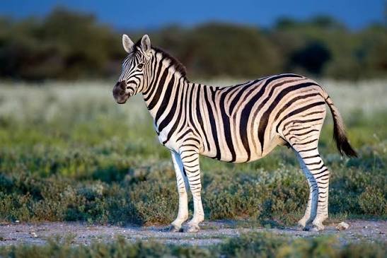 Zebra Fact In HIndi