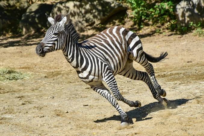 Zebra Fact In HIndi