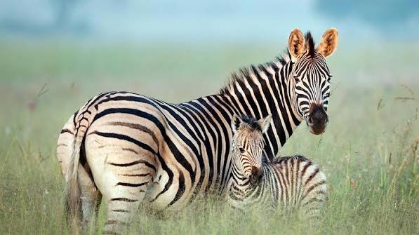 Zebra Fact In HIndi