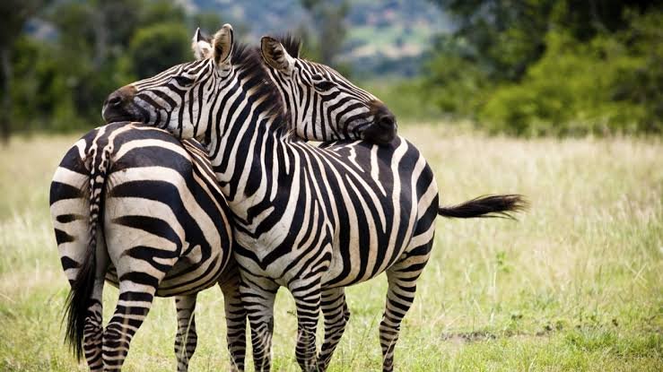 Zebra Fact In HIndi