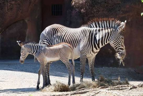 Zebra Fact In HIndi