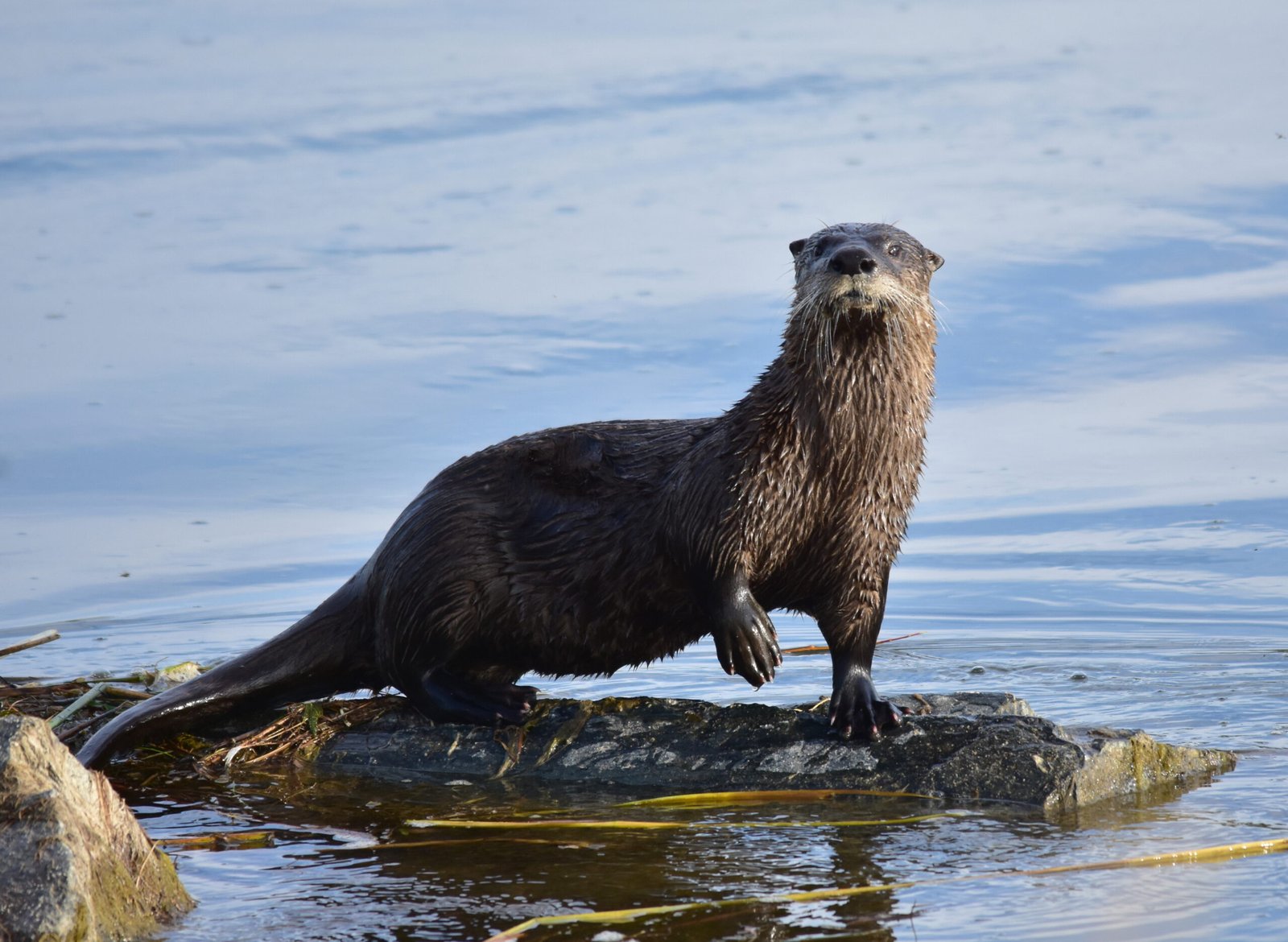 Otter Facts In Hindi