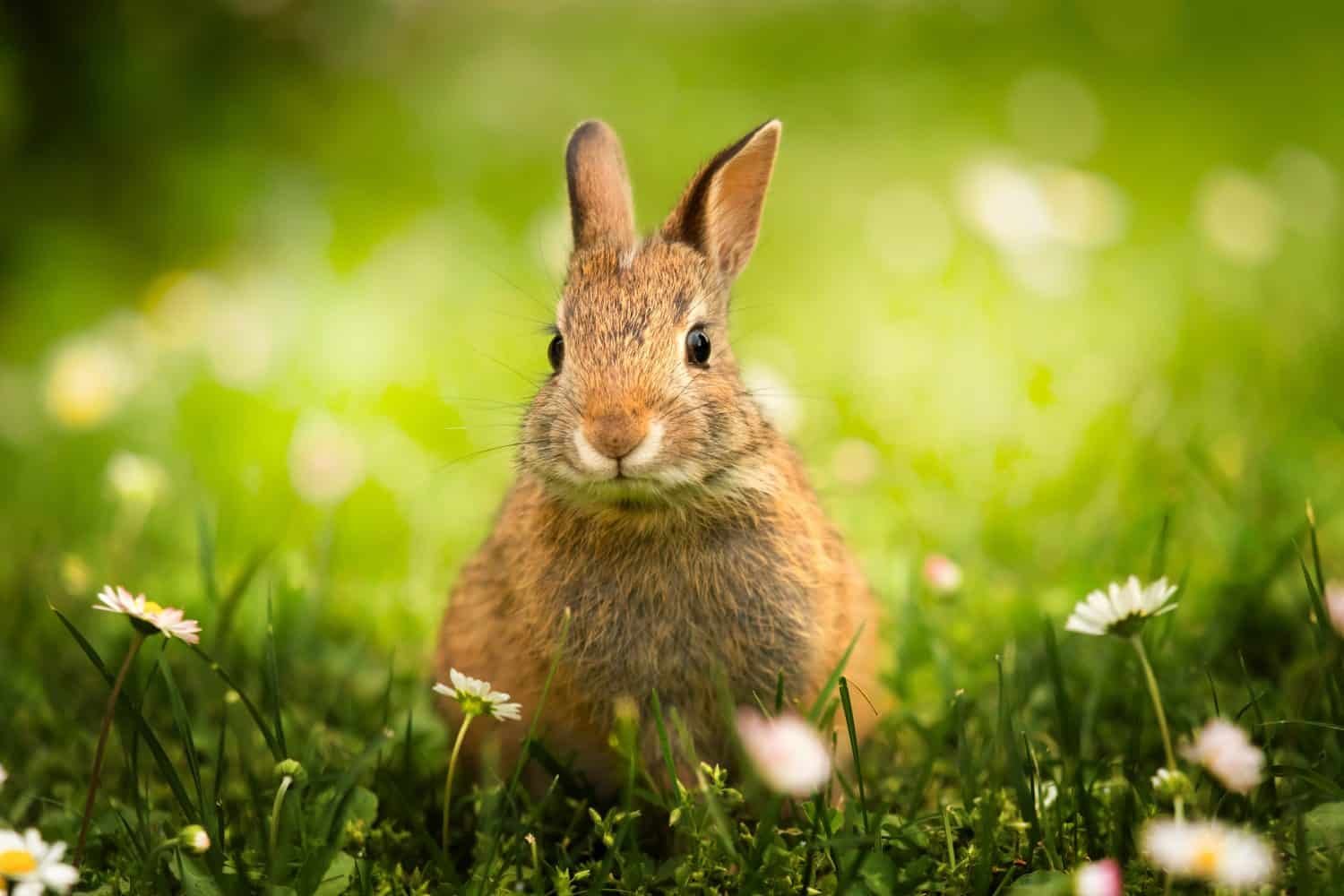 Rabbit Facts in Hindi