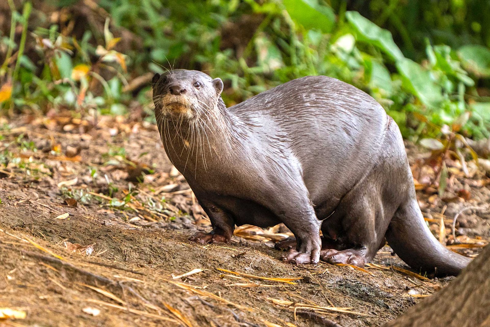 Otter Facts In Hindi