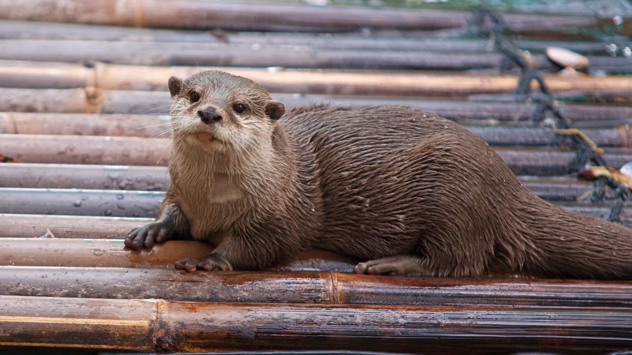 Otter Facts In Hindi
