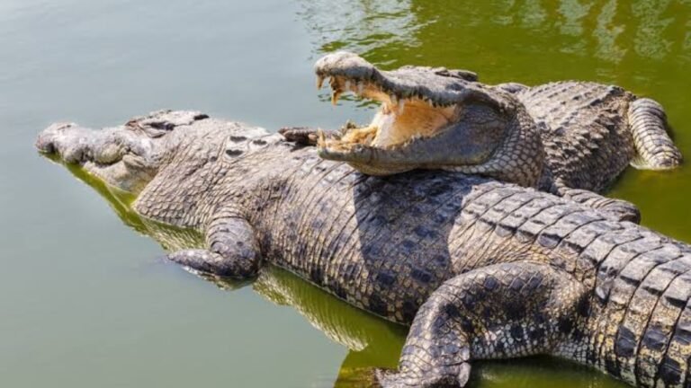 Crocodile Facts