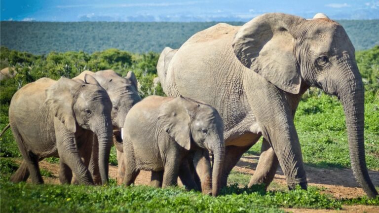 Elephant Facts in Hindi
