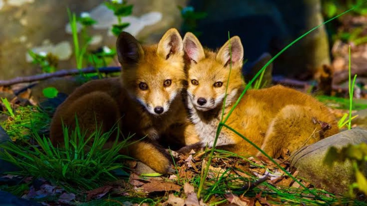 Fox Facts in Hindi