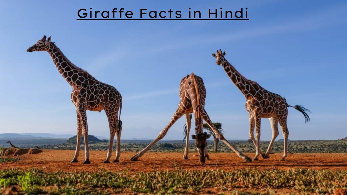 Giraffe Facts in Hindi