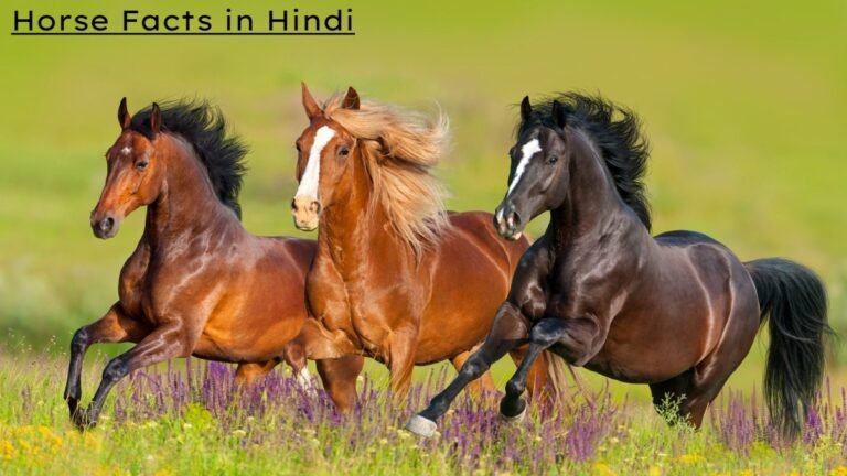 Horse Facts in Hindi