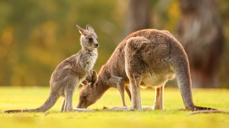 Kangaroo Facts In Hindi