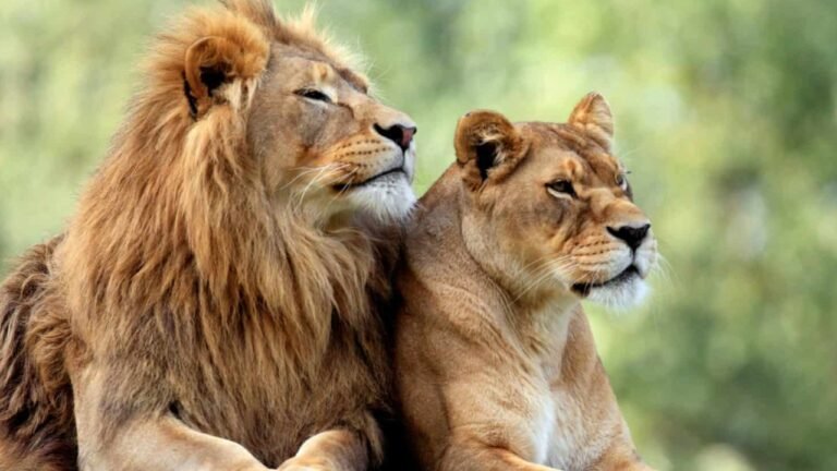 Lion Facts In Hindi