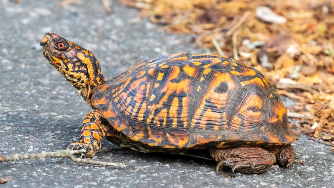 Turtle Facts in Hindi