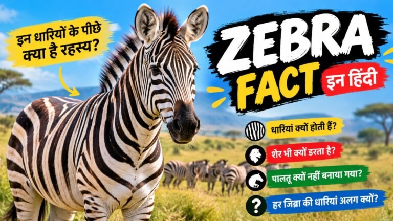 Zebra Fact in Hindi