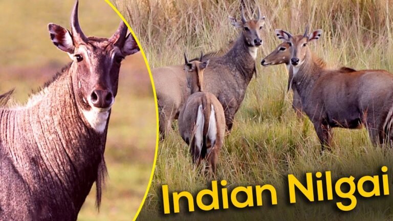 Nilgai Facts In Hindi