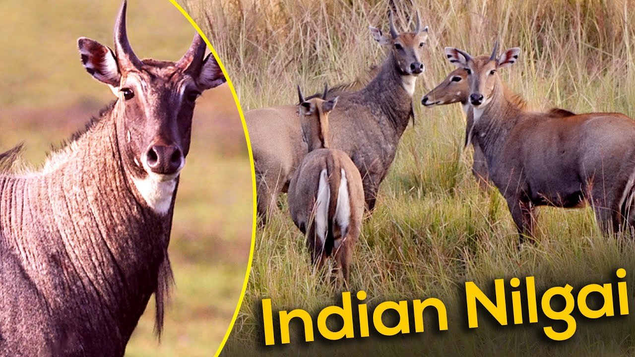 Nilgai Facts In Hindi